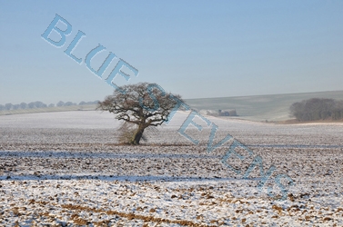 winter field